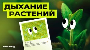 Дыхание растений и фотосинтез | Биология, 6 класс