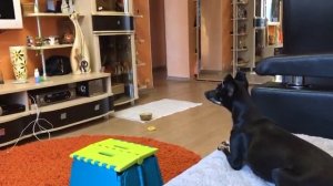 Что делают животные на карантине