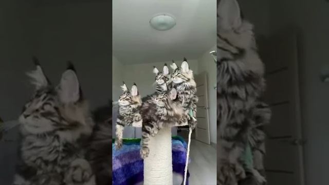 Мейн Кун-Самый большой, красивый и умный домашний кот