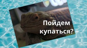 Как купать ящериц