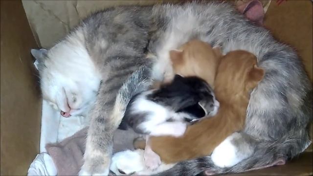 Котятам 16 дней. Кошка с котятами