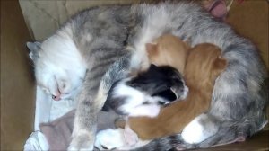 Котятам 16 дней. Кошка с котятами