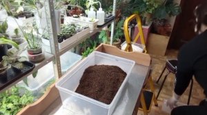 Грунт для большенства комнатных растений на кокосовой основе.