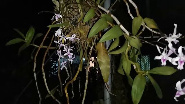 小珠帶大家去睇黑夜的羚羊石斛