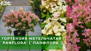 Гортензия метельчатая 'Panflora' (Панфлора)