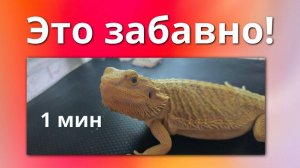 Смешное видео с животными - рептилиями