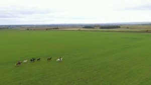 Отличный летний день с лошадьми,прекрасные поля и просторы