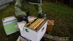 самый простой способ вывода маток для начинающих пчеловодов. этап роботы №3