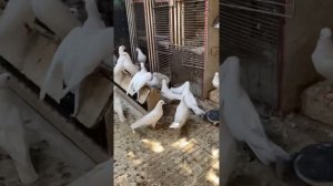 Бакинские старапородние голуби 🕊️ #голубиБаку#бойныеголуби 01.10.23г.