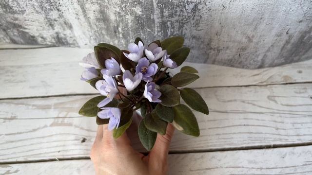 Обзор цветущих мини фиалок на 20. 03. 2025 #фиалки смотреть онлайн