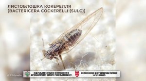 Листоблошка Кокерелля (Bactericera cockerelli (Sulc))