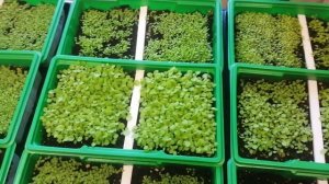 Рассада 20 дней.