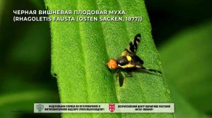 Черная вишневая плодовая муха (Rhagoletis fausta (Osten Sacken, 1877))