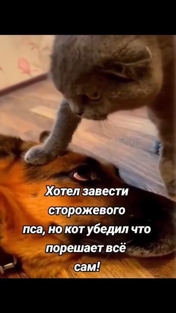 изобилие cat балансвселенной богатство дуэт силасознания финансы automobile влияние