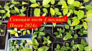 Сеянцам хост 4  месяца. Посев ноябрь-декабрь 2024г.
