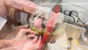 Face Polishing a Colorful Agate