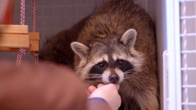 Raccoon dance_song for kids смотреть онлайн