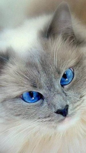 КОШКИ