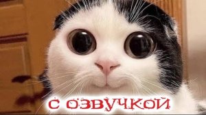 Приколы с котами! Смешные коты - С ОЗВУЧКОЙ - Самые смешные животные!