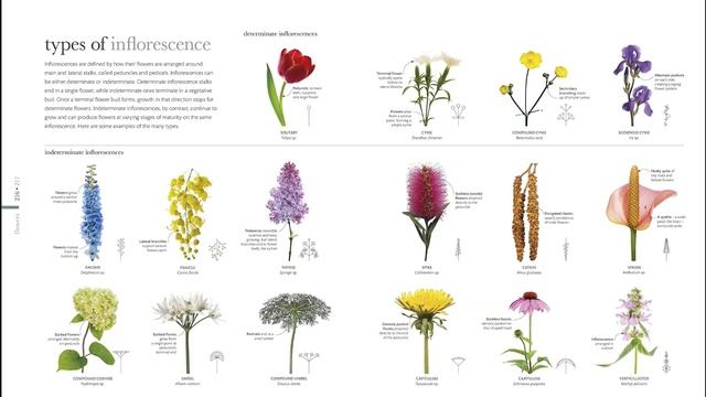 Flora: Inside the Secret World of Plants смотреть онлайн