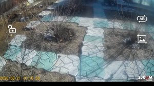 Обзор сада.