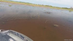 Охота на сазана по мелководью в мае 2021 года. Crossbow Fishing & Slingshot Fishing