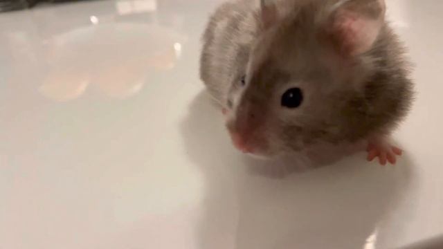 Самый красивый хомяк Бараш ❤️ смотреть онлайн