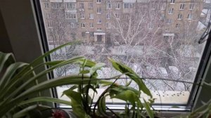 #13 Чего лишены люди без собак. На лекцию