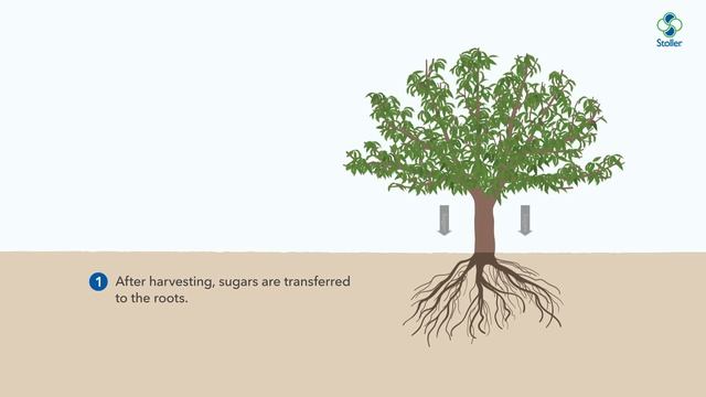 N-Balancer | Translocate reserve elements after harvest смотреть онлайн