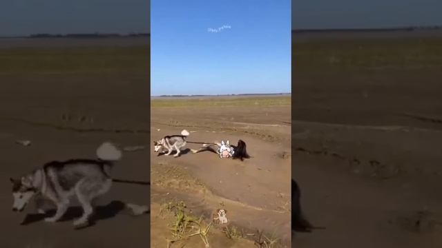 совет никогда не заводите собак