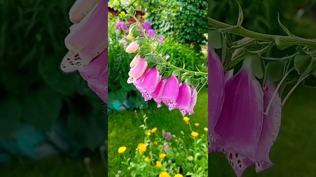 Наперстянка пурпуровая, Digitalis #наперстянка #мирвокруг #flowers #природнаятерапия #nature