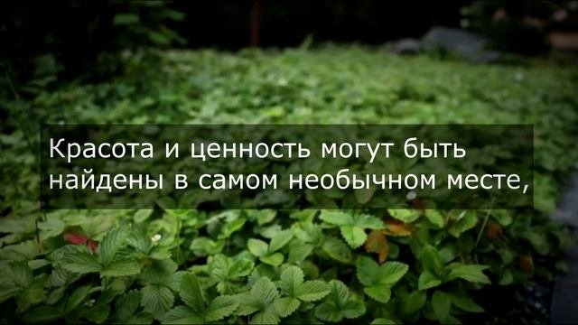 От дикой природы к ландшафту!