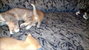 Котятам 25 дней. Котята учатся ходить