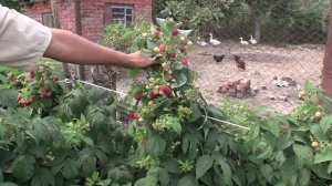 Выращивание малины