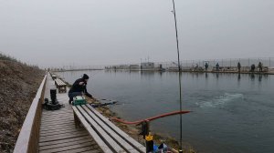Калужская форель. Клёв рыбы в снегопад.