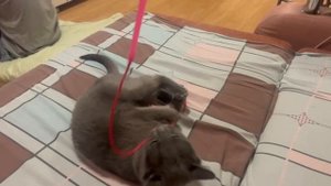 Факты про меня, часть №2, люблю своих хозяев, а они меня, мяуу