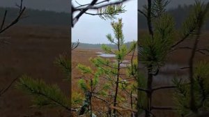 Охота на гуся, осень 2023г...Юг Карелии,, призыв белолобого в живой присаде при подлёте другой стаи