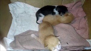 Котятам 11 дней. Кошка с котятами