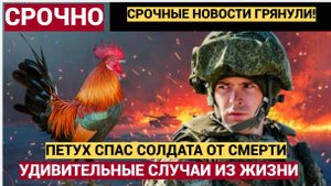 Домашний Петух Спас в Курске Бойца Российской Армии от смерти