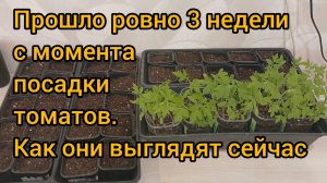 Рассада томатов за 3 недели на подоконнике без танцев с бубнами. Хватит с замачивать и обрабатывать!