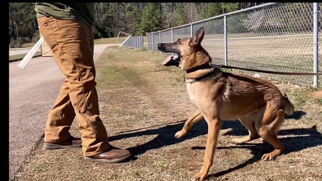 Bella Rose 🌹 | Dog Training смотреть онлайн