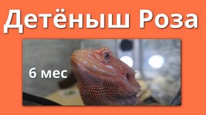 Детёныши бородатой агамы