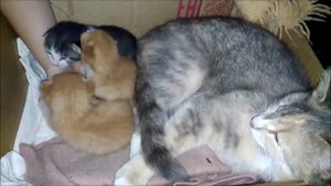 Котятам 12 дней. Кошка и котята