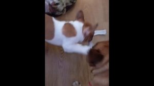 Мелкий Спартанец