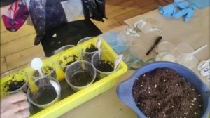 Огородно-тепличный сезон на подходе..сеЕм семена НА рассаду..