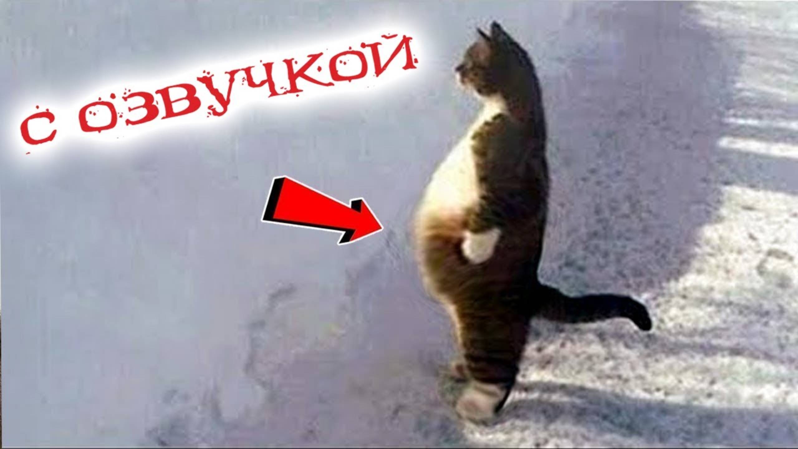 ПРИКОЛЫ С КОТАМИ! САМАЯ смешная ОЗВУЧКА ЖИВОТНЫХ! ДО СЛЁЗ!