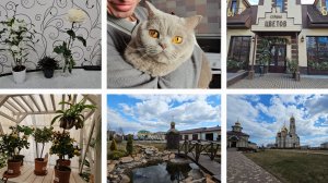 21.03.2025 г Вятский Посад/ Трапезная/ магазин  Страна цветов/ Орхидея Дендробиум/ В гостях у Симбы