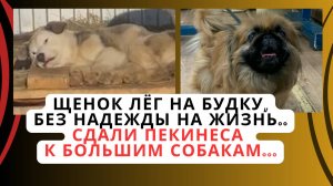 Давайте дадим им шанс на будущее?