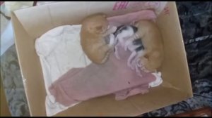 Котятам 15 дней. У всех котят открылись глаза