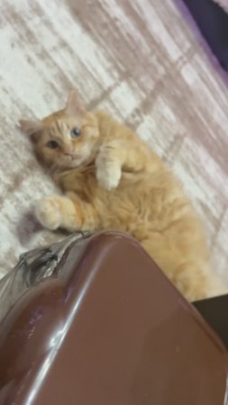 Яков кот 🐈  зевнул